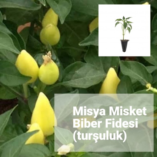 Biber Misya Misket Turşuluk